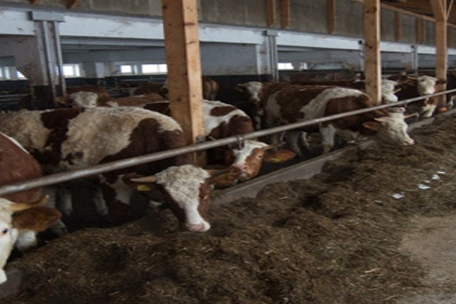 Será obligatorio el Plan de Bienestar Animal en las granjas