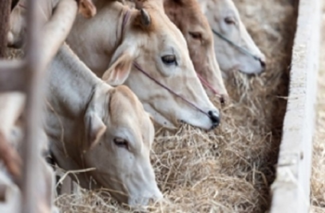 El MAPA saca a consulta pública el Real Decreto de contratos alimentarios