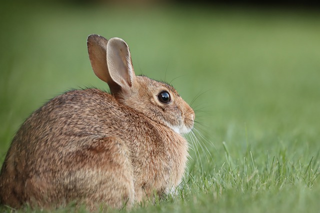 Plaga de conejos en el campo aragonés; pérdidas importantes