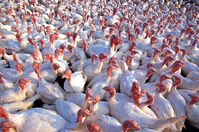 Detectado un nuevo foco de influenza aviar
