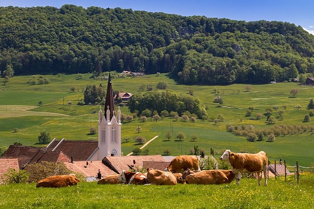 Suiza y su votación sobre la ganadería intensiva