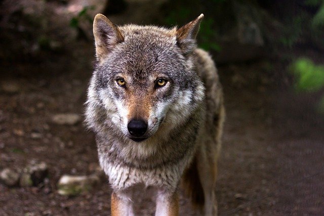 Los ataques de los lobos en la provincia de Burgos se incrementan
