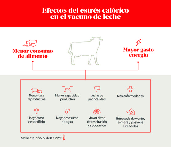 Cómo prevenir los efectos adversos de las altas temperaturas en el vacuno de leche