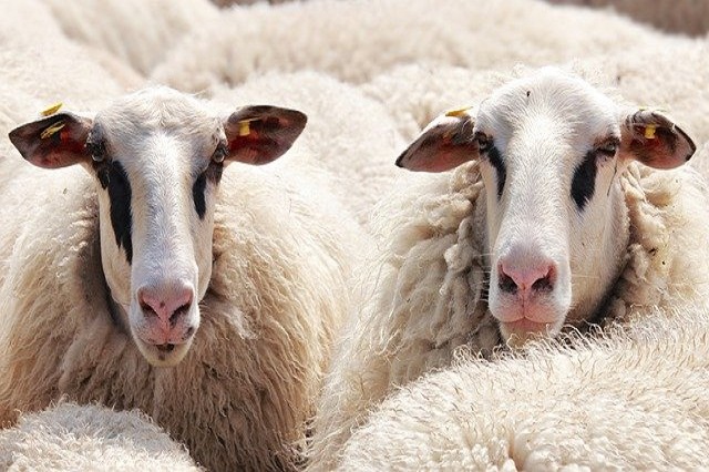 Se extiende por España la viruela ovina y caprina