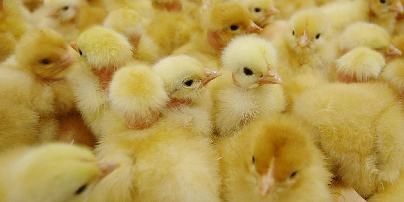 Desafíos en el sector avícola alemán tras la prohibición del sacrificio de los pollitos macho (II))