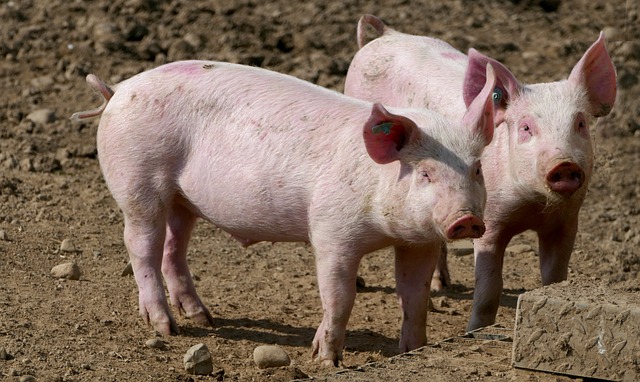 REDaPORC, un compromiso sólido y eficaz del sector porcino con la reducción del uso de antibióticos