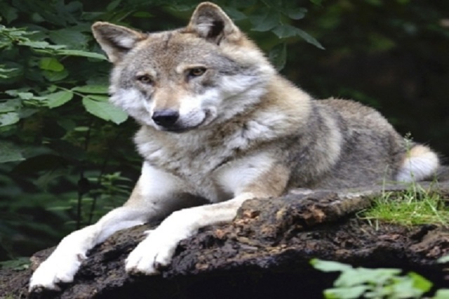 Castilla – La Mancha elimina el límite máximo de las ayudas por daños del lobo