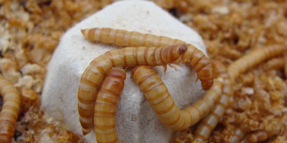 Insectos para ganadería y el gusano de la harina