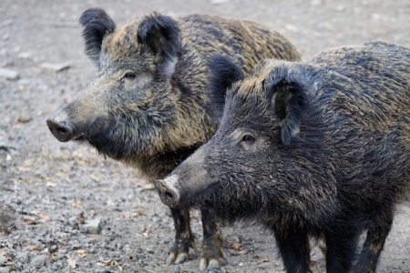 La Peste Porcina Africana (PPA) regresa lamentablemente a la República Checa