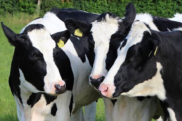 	En el mes de enero cerraron en España 90 granjas de vacuno de leche
