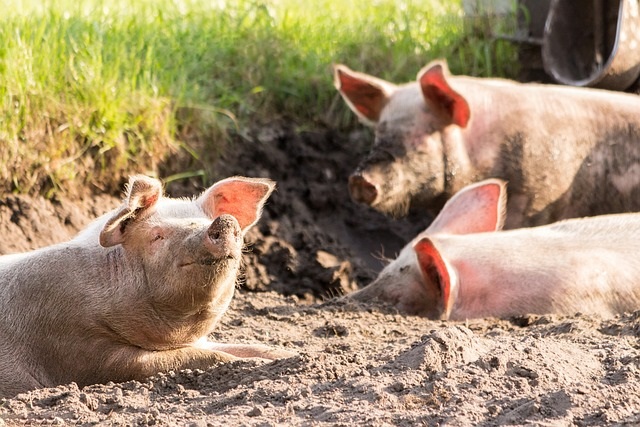 Nuevo caso de Peste Porcina Africana en cerdos domésticos en Alemania 
