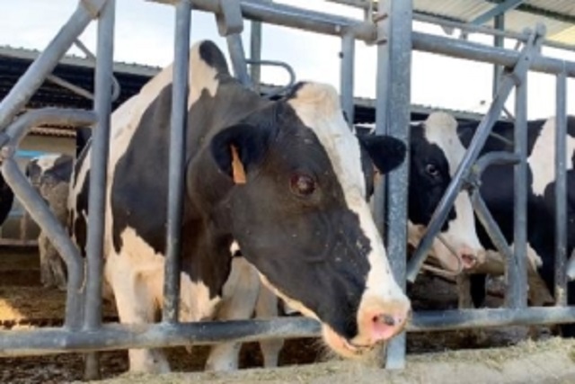 La obligatoriedad de contar con un Plan de Bienestar Animal en las granjas