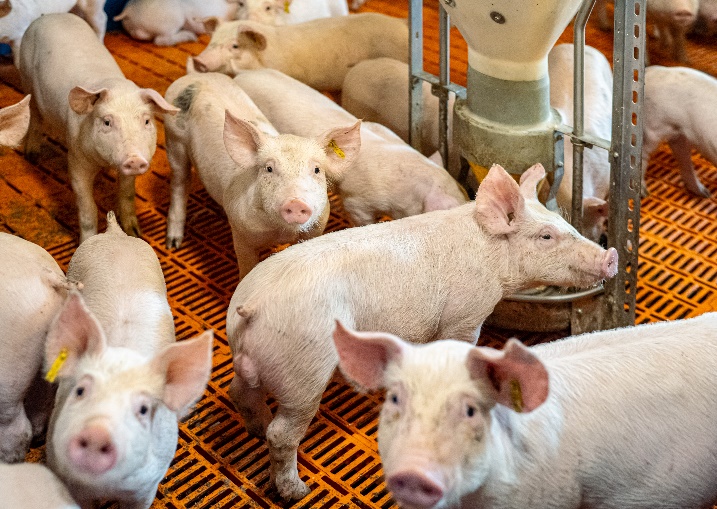 Sector porcino, riqueza y empleo en muchas zonas de España