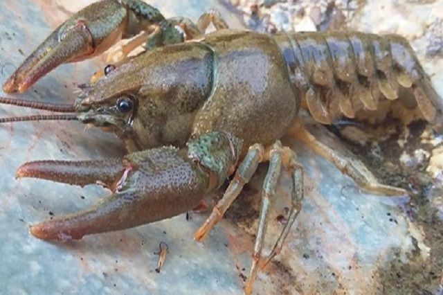 Aragón y nuevas medidas de protección del Cangrejo Ibérico