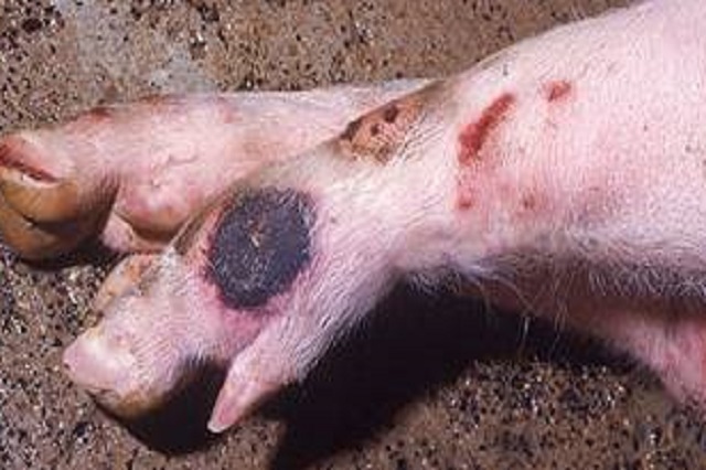 La Peste Porcina Africana (PPA) avanza en Italia
