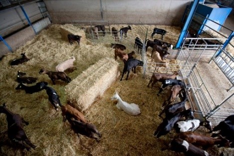 Cómo mitigar el estrés por calor (EC) en terneros mamones de cebo o recría