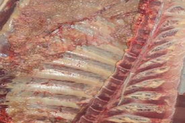 Propuesta para reformar la normativa de la U.E. sobre tuberculosis bovina