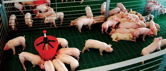 La sostenibilidad integrada en la producción porcina