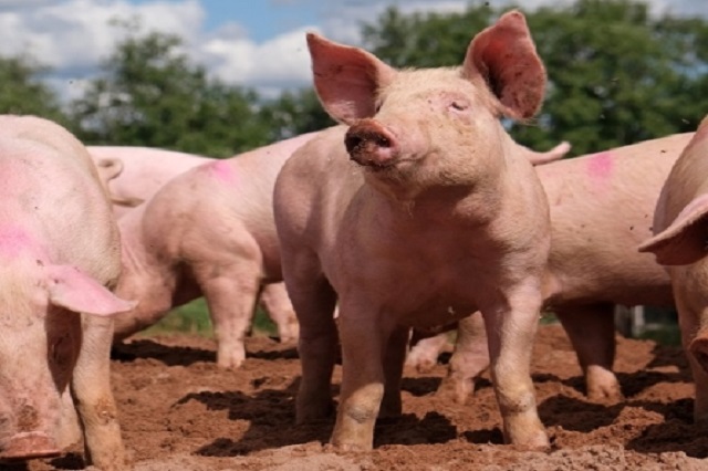 La nueva norma de etiquetado de la carne de cerdo en Alemania