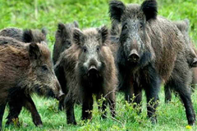 La Peste Porcina Africana (PPA) llega sorpresivamente a Suecia