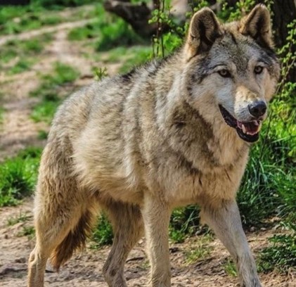 La problemática del lobo en Castilla y León