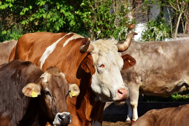 Cantabria subvencionará a los ganaderos afectados por la EHE