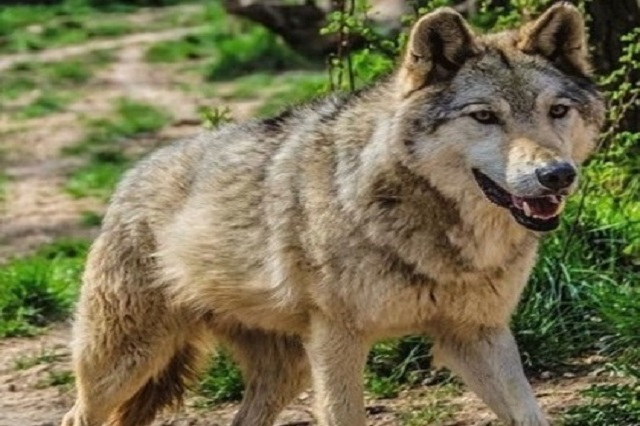 Nuevo ataque de lobos en una explotación de Zamora