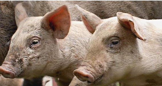 El síndrome reproductivo y respiratorio porcino (PRRS) (I)