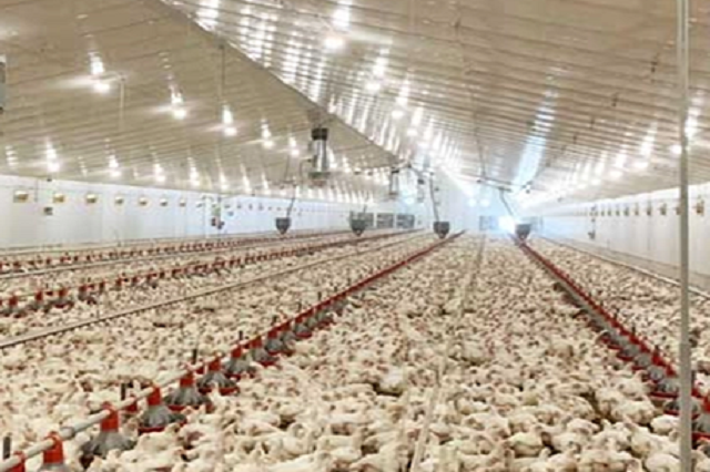 ANDA alerta sobre las falsas noticias de las subidas del precio del pollo