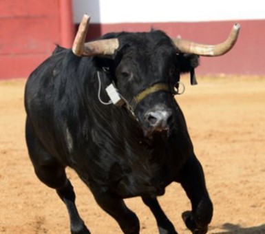 La frecuencia cardíaca como indicador de estrés en la raza de lidia