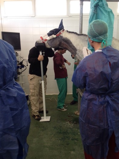 Hemiplejia laríngea en caballos (I)