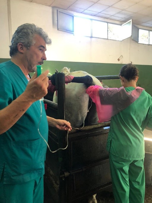 La castración de las yeguas