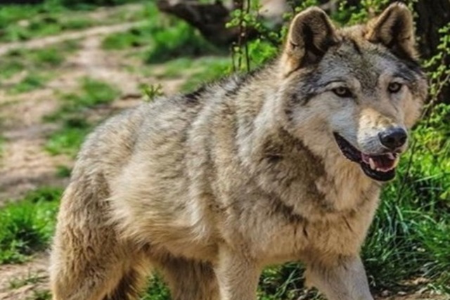 El número de lobos disminuyó el año pasado en Francia