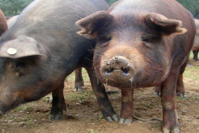 ASICI analiza los hábitos y preferencias de consumo del jamón ibérico 