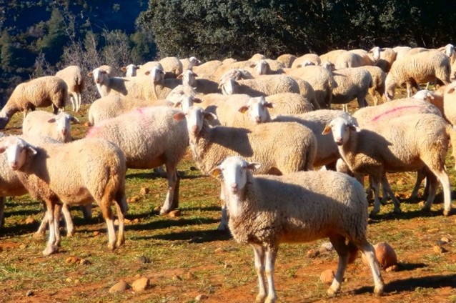 La ganadería tiene retos pendientes