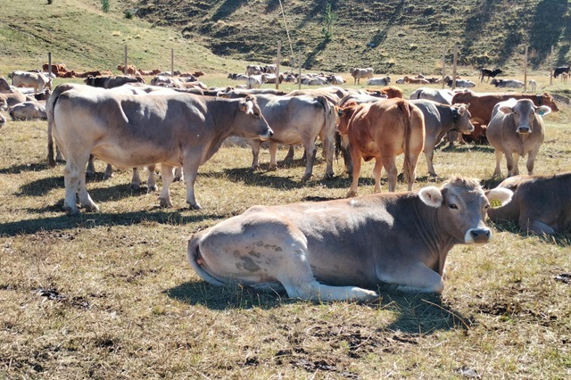 Cada año, en España, 1.550 ganaderías en régimen extensivo cierran