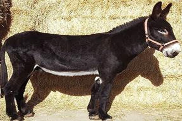 Cataluña convoca ayudas para el fomento de las razas autóctonas