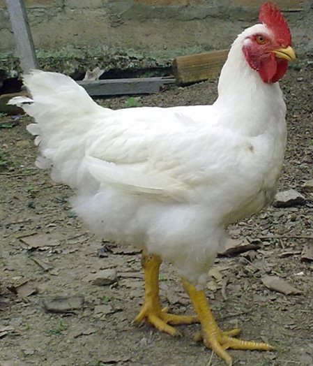 PROBIOLEV®: Un aditivo generado en Cuba, destinado a mejorar la salud y la productividad animal
