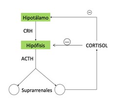 El hiperadrenocorticismo canino