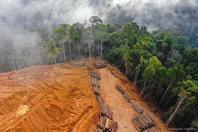 ANICE, ante la aplicación del Reglamento europeo de Deforestación