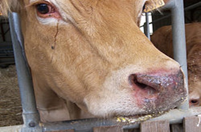 La Lengua Azul llega a Mallorca