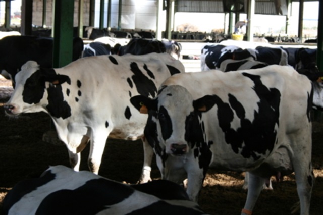 Rabobank, el sector lácteo y el cuarto trimestre