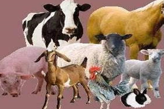 Perspectivas de la producción de carne en la U.E. - 27