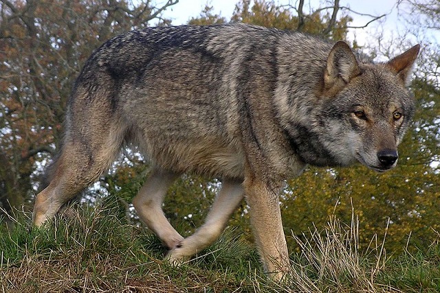 El Consejo de Europa decide rebajar el nivel de protección del lobo