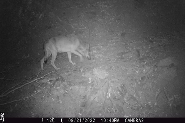 Aparece un nuevo ejemplar del lobo en el Alt Empordà