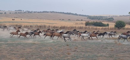 El estrés oxidativo en caballos (III)