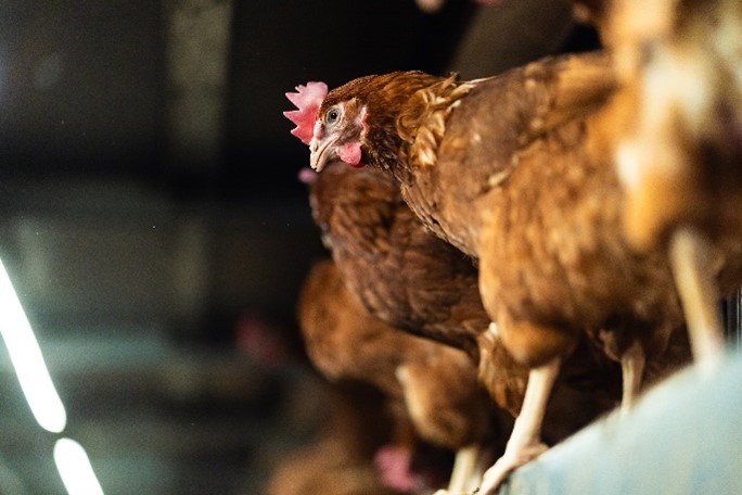 Producción Panorama de mercado y regulatorio del sector del huevo en 2024 (II)