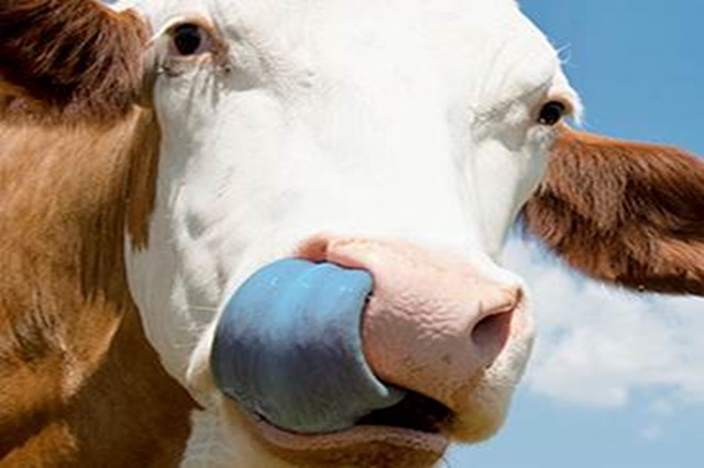 Cambio de estrategia en lo que se refiere a la Lengua Azul