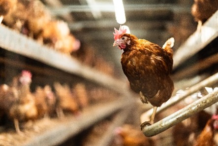 El Ministerio de Agricultura declara el alto riesgo por Gripe Aviar en España