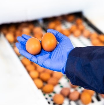 Panorama de mercado y regulatorio del sector del huevo en 2024 (y III)